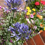 Agapanthus praecox