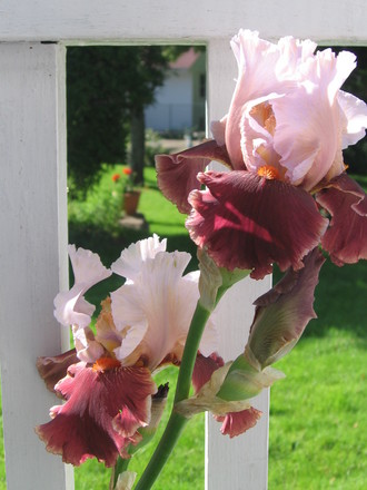 bearded iris (Iris germanica (Orris))