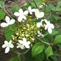 Viburnum plicatum watanabe (Viburnum plicatum watanabe)