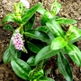 Hebe Andersonii (Hebe Andersonii)