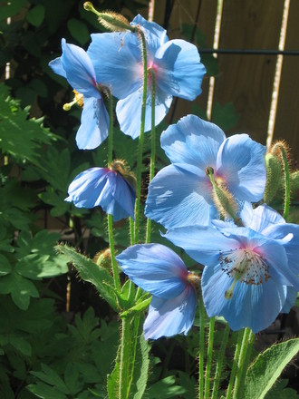 Himalayan Blue Poppy (Meconopsis betonicifolia (Himalayan blue poppy))