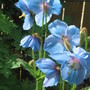Himalayan Blue Poppy (Meconopsis betonicifolia (Himalayan blue poppy))