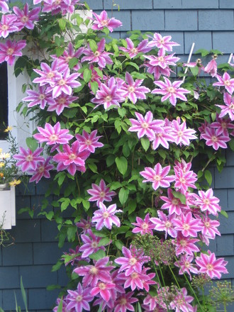 clematis