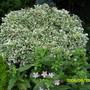 Euonymus- Silver Queen (Euonymus radicans)