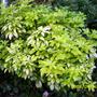 Choisya  "Sundance" (Choisya ternata)