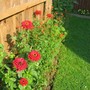 Zinnias (Zinnia elegans)