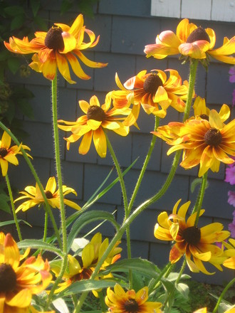 Blackeyed Susan (Rudbeckia fulgida (Black-eyed Susan))