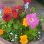 A garden flower photo (Pelargonium capitatum (Rose Scented Geranium))