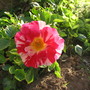 4th of July climbing rose
