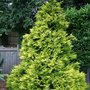 Chamaecyparis_lawsoniana__golden_wonder_