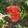 Little John (Dwarf Bottlebrush) bloom