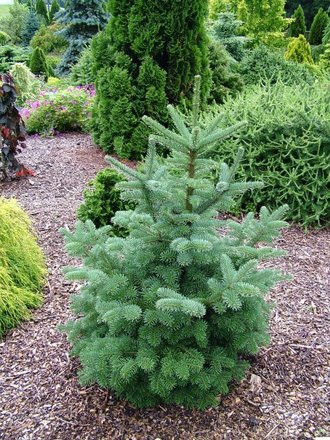 Abies lasiocarpa 'Mulligan's Dwarf' (Abies lasiocarpa (alpine fir))