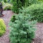 Abies_lasiocarpa__mulligan_s_dwarf_