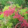 A garden flower photo