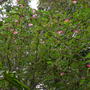 Calliandra surinamensis - Surinam Powder Puff (Calliandra surinamensis)