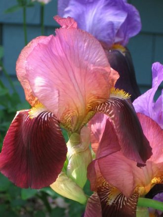 iris (Iris germanica (Orris))