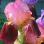 Iris germanica (Orris)