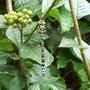 dragonfly on cotoneaster