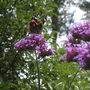 Verbena + visitor (Verbena bonariensis (Verbena))