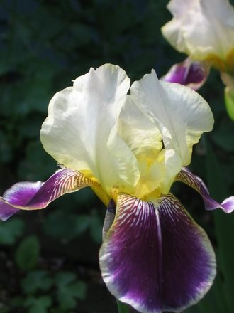bearded iris (Iris germanica (Orris))