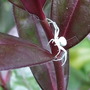 White spider