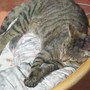 Lazy Cat