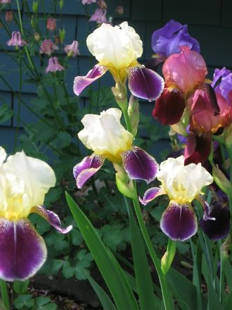 irises (Iris germanica (Orris))