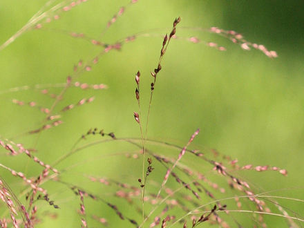 Switch grass (Panicum virgatum)