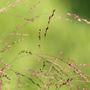 Panicum virgatum