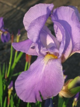 iris (Iris germanica (Orris))
