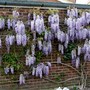 Wisteria Sinensis  (Wisteria sinesis)