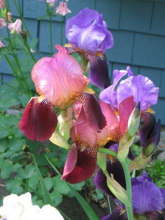 bearded iris (Iris germanica (Orris))
