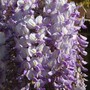 Wisteria Sinensis (Wisteria sinesis)