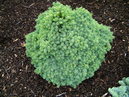 Picea glauca 'Echiniformis' (common name; White spruce)