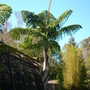 Caryota gigas - Giant Thai Mountain Fishtail Palm (Caryota gigas)