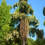 Caryota urens - Fishtail Palm  (Caryota urens)