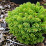 Picea_abies__titti_