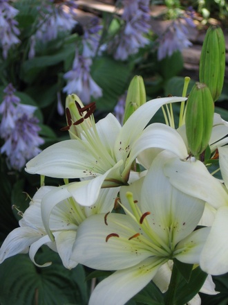 lily (lilium)