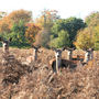 Deer against the Autumn colours