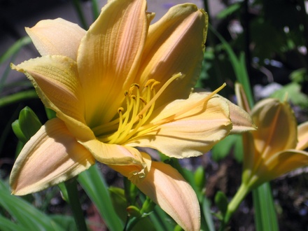 daylily (hemerocallis)