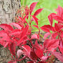 Parthenocissus henryana