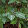 Chinese creeper2 (Parthenocissus henryana (Chinese Virginia creeper))