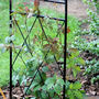New Arch (Parthenocissus henryana (Chinese Virginia creeper))