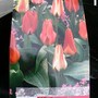 My Dwarf Tulip Bulbs for Spring Colour Around Pond Area