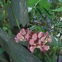 Apios americana (Apios americana)