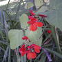 Scarlett Runner Beans