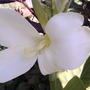 White canna  (Canna)