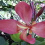 Pink Canna (Canna 'Tropical Rose')