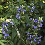 Blue perennial lobelia (Lobelia 'Compliment Blue')