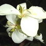 White cannas (Canna)